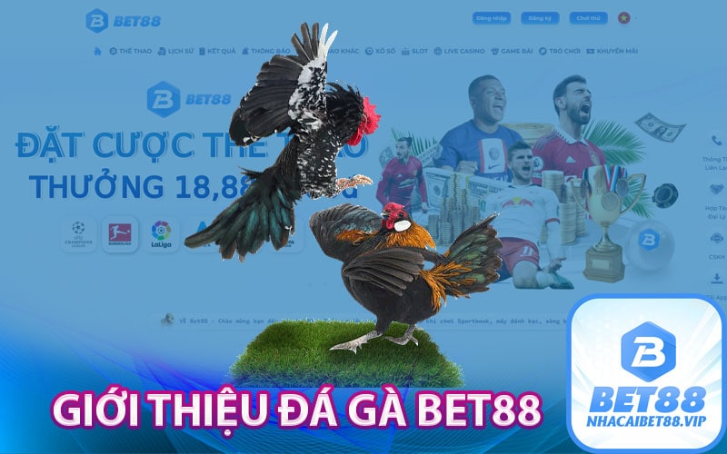 Giới thiệu đá gà Bet88