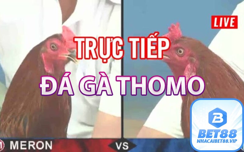 Đá gà thomo